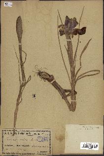 spécimen de Iris latifolia