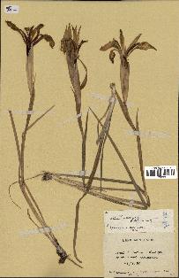 spécimen de Iris kashmiriana
