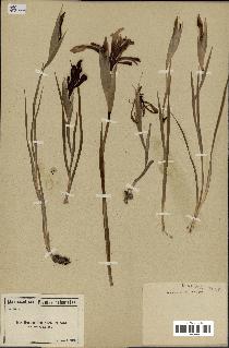 spécimen de Iris kashmiriana
