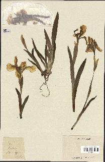 spécimen de Iris lutescens