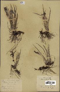 spécimen de Iris uniflora