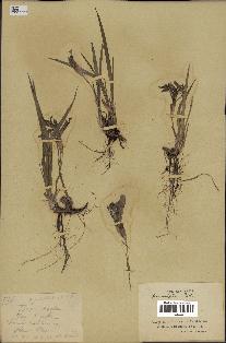 spécimen de Iris uniflora