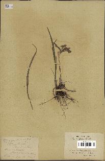 spécimen de Iris uniflora