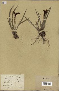 spécimen de Iris uniflora