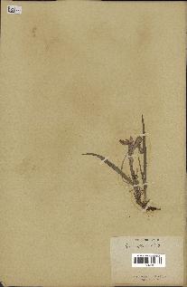 spécimen de Iris uniflora