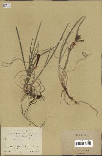 spécimen de Iris uniflora