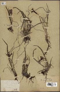 spécimen de Iris uniflora
