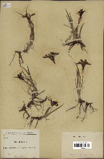 spécimen de Iris uniflora