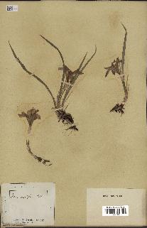 spécimen de Iris uniflora