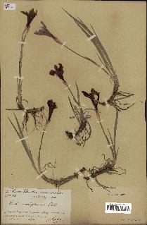 spécimen de Iris uniflora