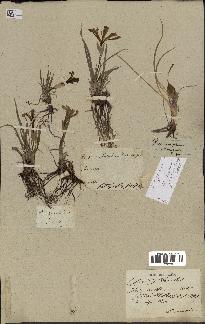 spécimen de Iris uniflora