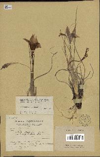 spécimen de Iris unguicularis