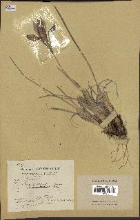 spécimen de Iris unguicularis