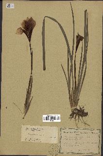 spécimen de Iris unguicularis