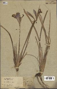 spécimen de Iris unguicularis