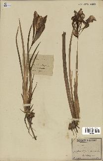 spécimen de Iris unguicularis