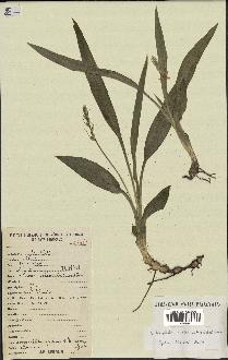 spécimen de Chlorophytum subpetiolatum