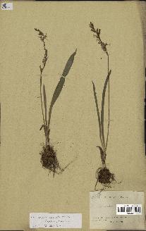 spécimen de Chlorophytum subpetiolatum