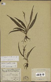 spécimen de Chlorophytum subpetiolatum