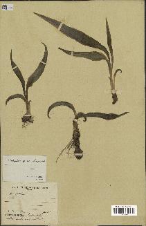 spécimen de Chlorophytum subpetiolatum