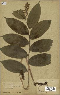 spécimen de Maianthemum racemosum