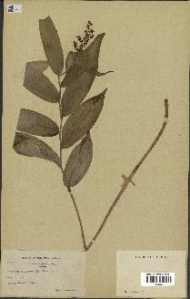 spécimen de Maianthemum racemosum