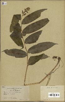 spécimen de Maianthemum racemosum