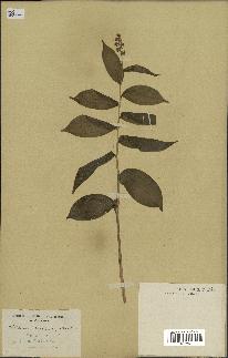 spécimen de Maianthemum racemosum