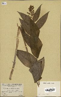 spécimen de Maianthemum racemosum