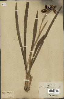 spécimen de Iris foetidissima