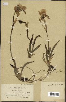 spécimen de Iris cengialti