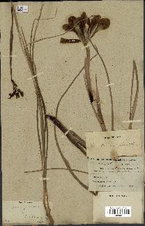 spécimen de Iris fontanesii