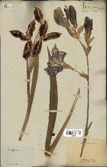 spécimen de Iris germanica