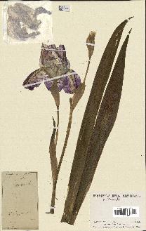 spécimen de Iris germanica