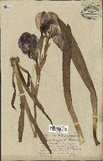 spécimen de Iris germanica