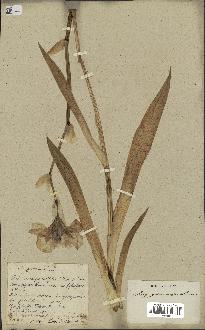 spécimen de Iris germanica