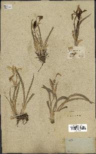 spécimen de Iris glaucescens