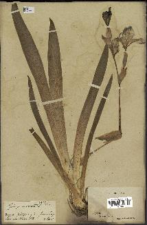 spécimen de Iris germanica