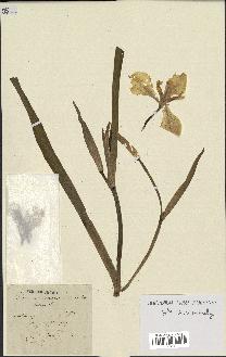 spécimen de Iris pseudacorus