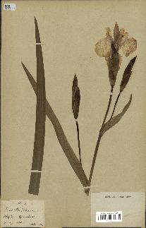 spécimen de Iris pseudacorus