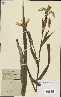 spécimen de Iris pseudacorus
