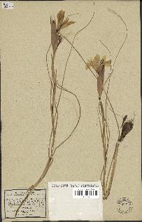 spécimen de Iris juncea