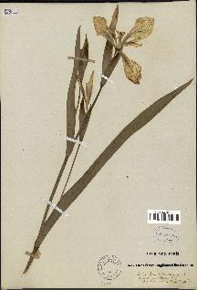 spécimen de Iris pseudacorus