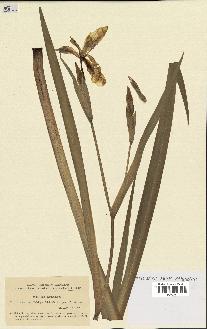 spécimen de Iris pseudacorus
