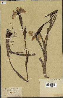 spécimen de Iris pseudacorus