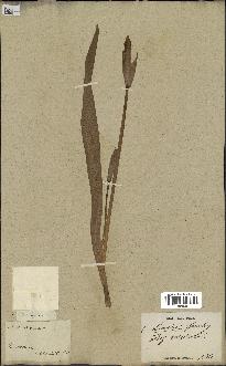 spécimen de Iris versicolor