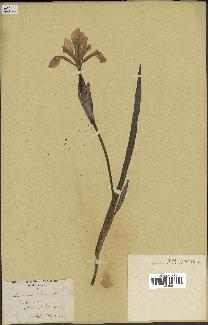 spécimen de Iris versicolor