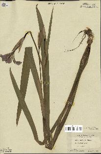 spécimen de Iris versicolor