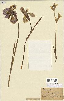 spécimen de Iris versicolor