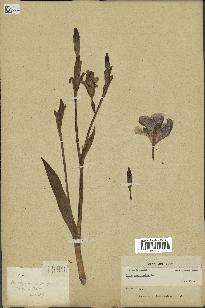 spécimen de Iris versicolor